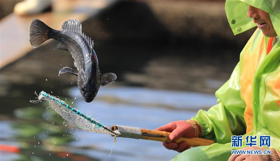 （镜观中国&middot;新华社国内新闻照片一周精选）（3）辽宁长海：海洋牧场收获忙
