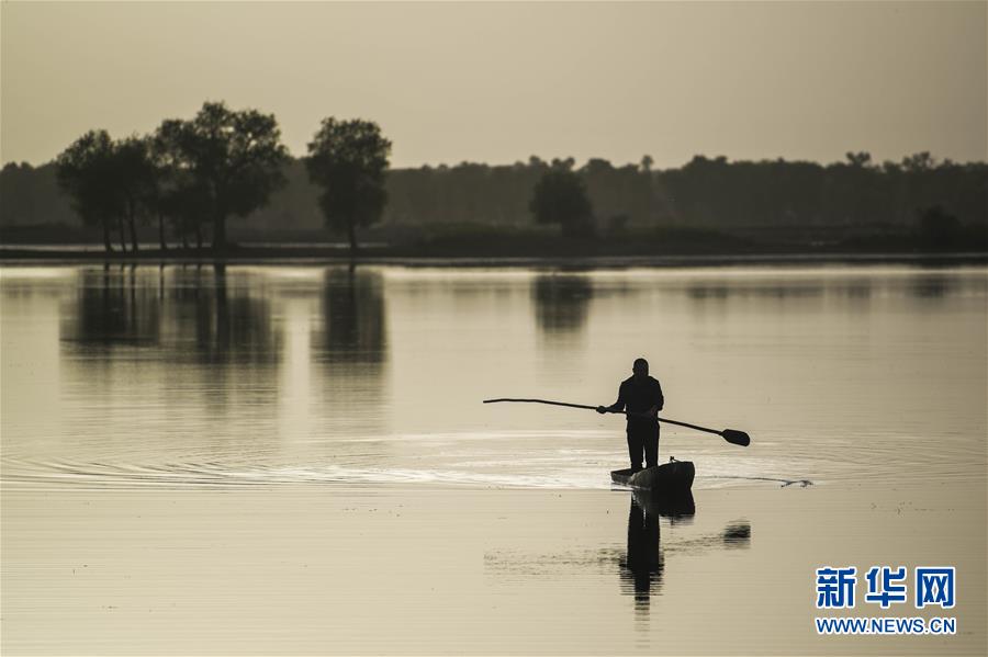 （镜观中国&middot;新华社国内新闻照片一周精选）（5）守护&ldquo;沙漠英雄树&rdquo;