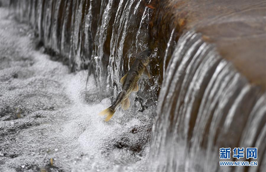 （镜观中国&middot;新华社国内新闻照片一周精选）（12）青海湖迎来湟鱼洄游季