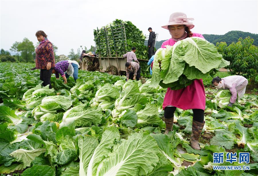 (走基层 听民声·图文互动)(1)陕西:太白山下种蔬菜 质优价高不愁卖