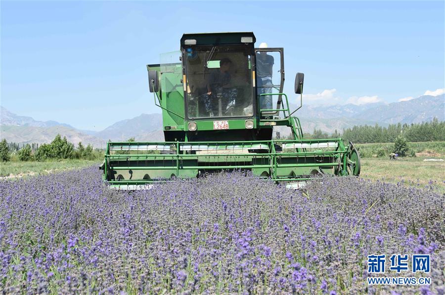 （图文互动）（1）客商来 游客至 青年归&mdash;&mdash;新疆边陲乡村借花&ldquo;返老还童&rdquo;