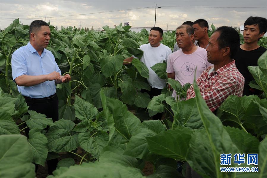 (爱国情 奋斗者·图片互动)(4)张永平:像打造“中国芯”一样打造“中国葵”
