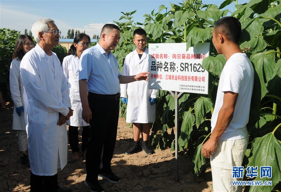 (爱国情 奋斗者·图片互动)(3)张永平:像打造“中国芯”一样打造“中国葵”