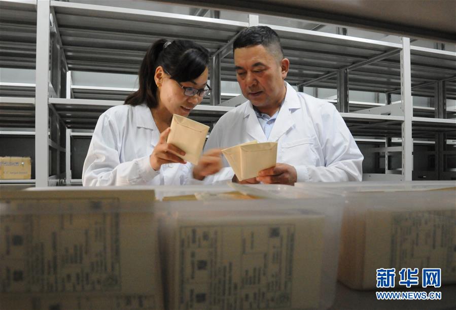 (爱国情 奋斗者·图片互动)(2)张永平:像打造“中国芯”一样打造“中国葵”