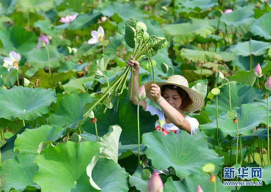 （社会）（3）广西鹿寨：荷莲经济助脱贫