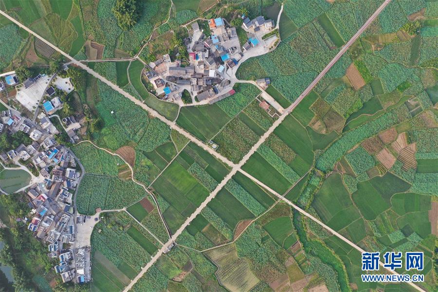 （社会）（4）广西鹿寨：荷莲经济助脱贫