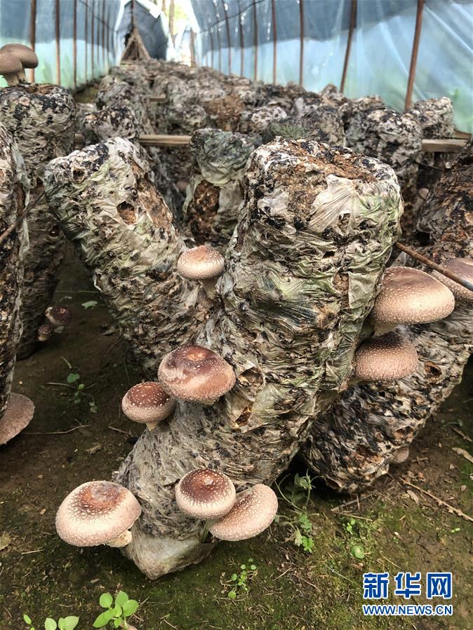 （乡村振兴·图文互动）（1）山村“变形”记