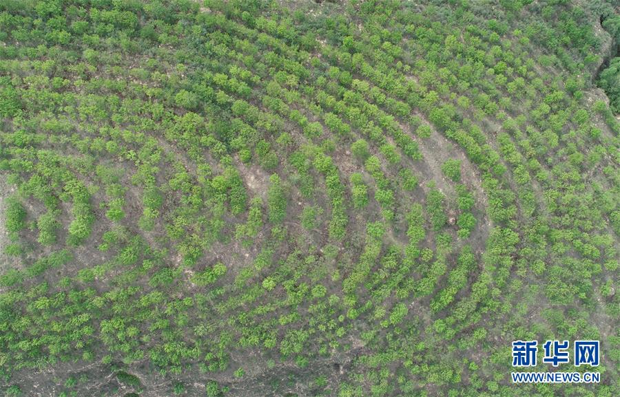 (图文互动)(4)荒土换青山 林海淘真金——延安退耕还林20载造就绿色奇迹