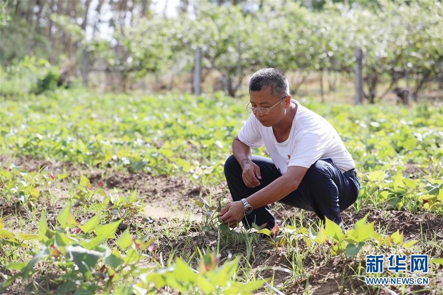 (不忘初心、牢记使命·图文互动)(4)“上天入地”也要带领乡亲脱贫——记广东那毛村驻村第一书记彭彬