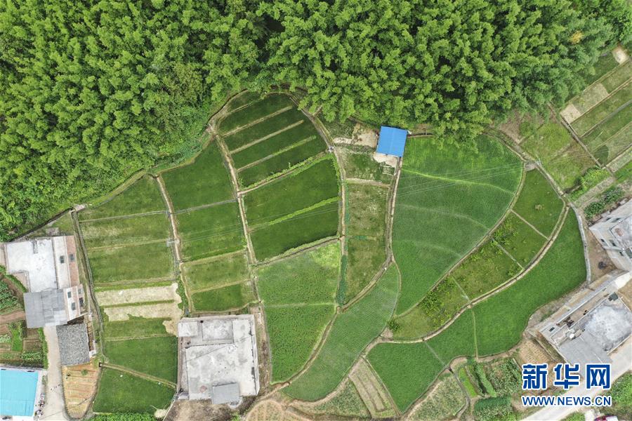 （图片故事）（7）返乡创业记&mdash;&mdash;回村种草的&ldquo;90后&rdquo;大学生