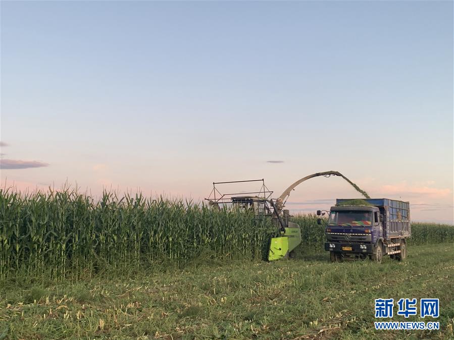 (图文互动)(1)新疆多措推进草原畜牧业转型升级