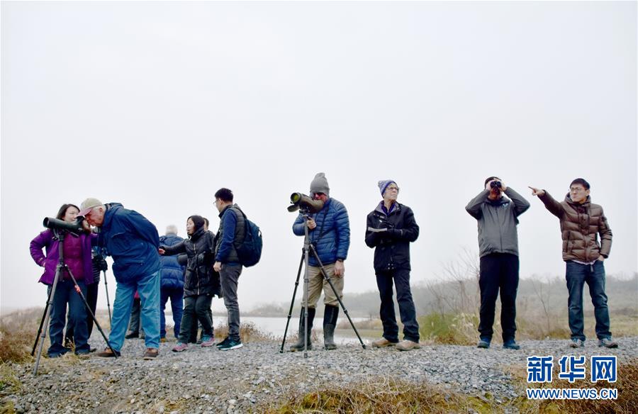 （红土地“往事新说”·图文互动）（6）“世界最大白鹤群”朋友圈在扩大
