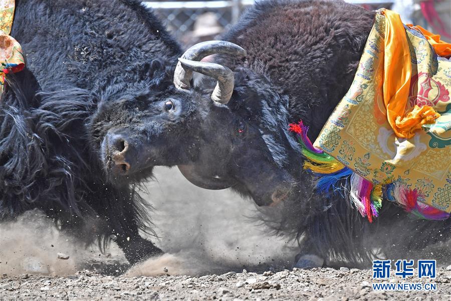 （镜观中国&middot;新华社国内新闻照片一周精选）（1）决斗
