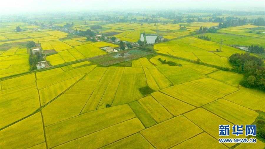 （社会）（2）瞰丰收&mdash;&mdash;洞庭湖畔秋稻香