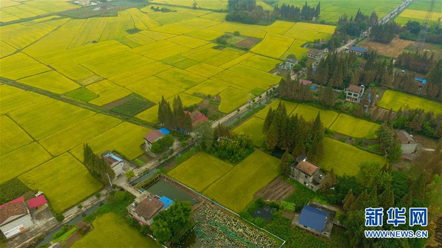 （社会）（3）瞰丰收&mdash;&mdash;洞庭湖畔秋稻香