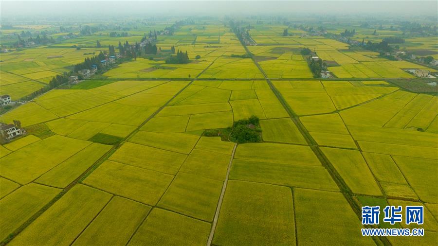 （社会）（4）瞰丰收&mdash;&mdash;洞庭湖畔秋稻香