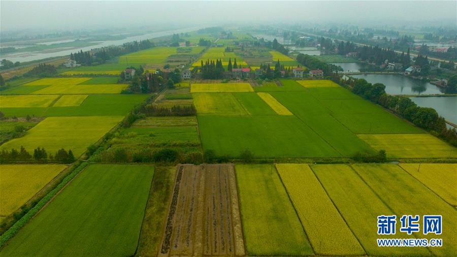 （社会）（6）瞰丰收&mdash;&mdash;洞庭湖畔秋稻香