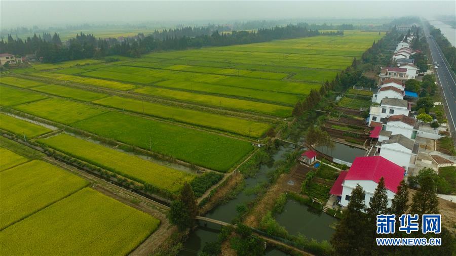 （社会）（7）瞰丰收&mdash;&mdash;洞庭湖畔秋稻香