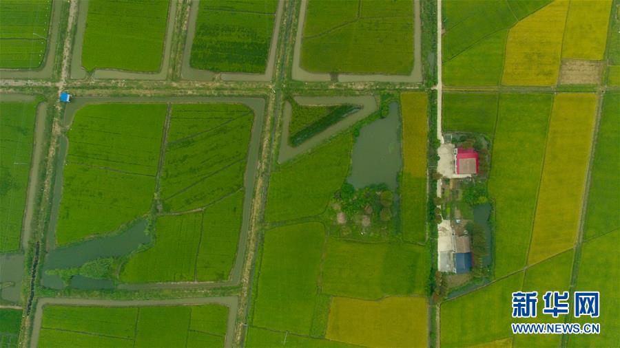 （社会）（8）瞰丰收&mdash;&mdash;洞庭湖畔秋稻香