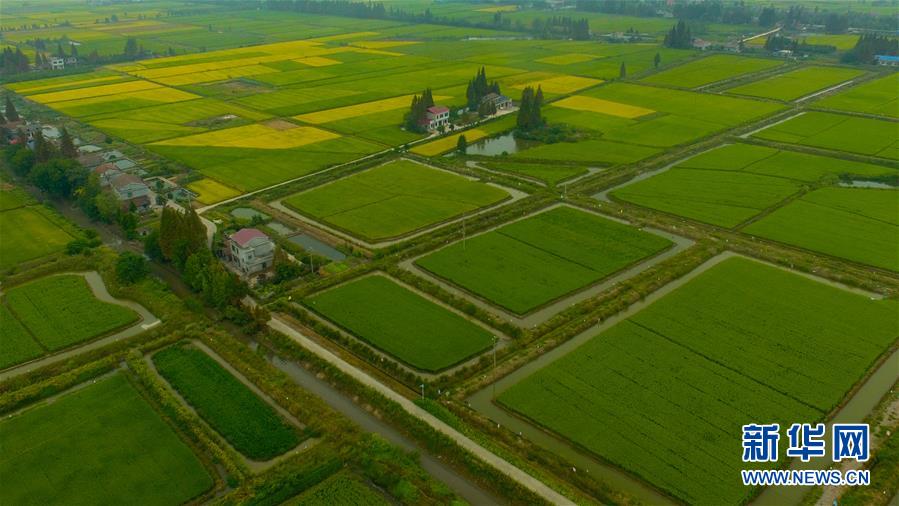 （社会）（9）瞰丰收&mdash;&mdash;洞庭湖畔秋稻香