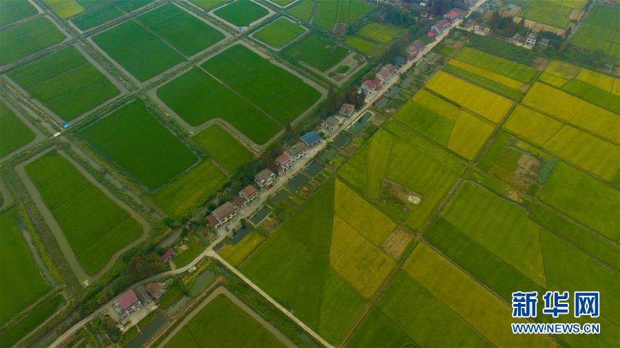 （社会）（10）瞰丰收&mdash;&mdash;洞庭湖畔秋稻香