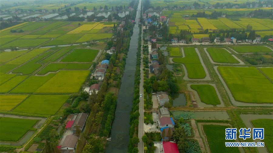 （社会）（11）瞰丰收&mdash;&mdash;洞庭湖畔秋稻香