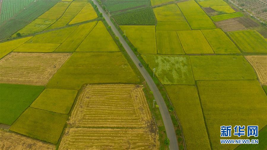 （社会）（12）瞰丰收&mdash;&mdash;洞庭湖畔秋稻香