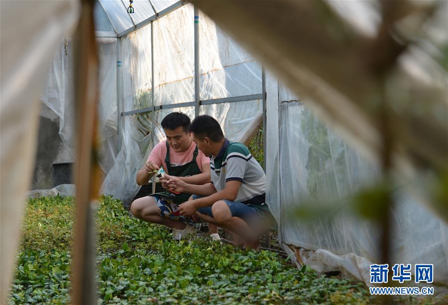 （壮丽70年&middot;奋斗新时代）（2）青春梦想在田野中绽放