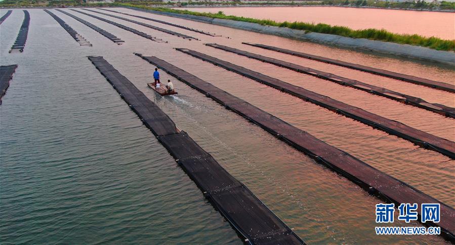 （壮丽70年&middot;奋斗新时代）（10）青春梦想在田野中绽放