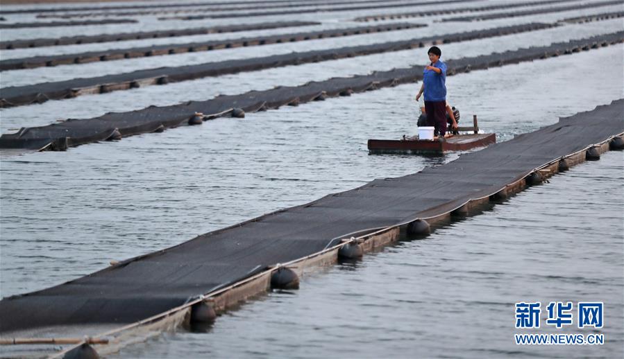 （壮丽70年&middot;奋斗新时代）（11）青春梦想在田野中绽放