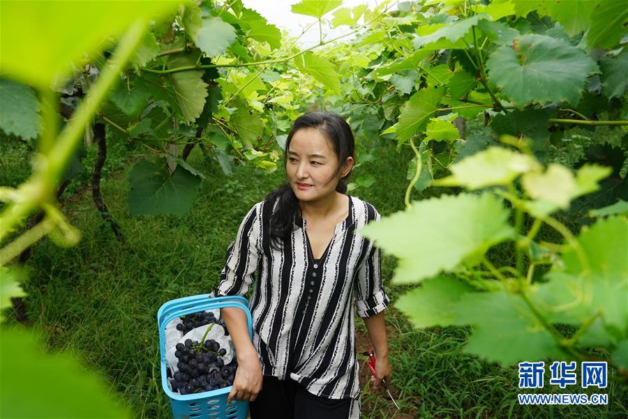 （壮丽70年&middot;奋斗新时代）（33）青春梦想在田野中绽放