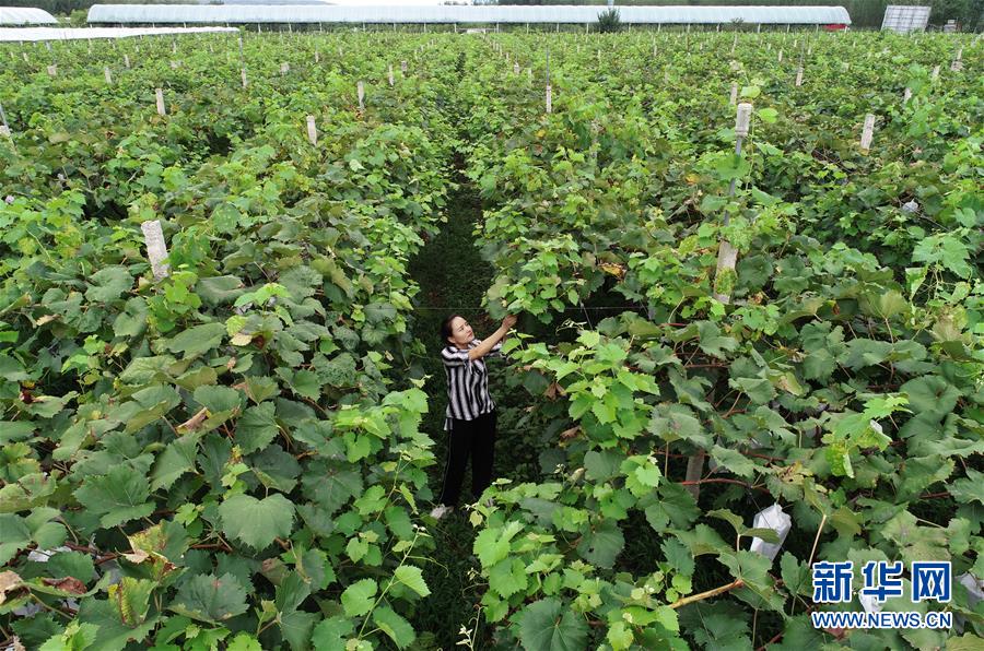 （壮丽70年&middot;奋斗新时代）（34）青春梦想在田野中绽放