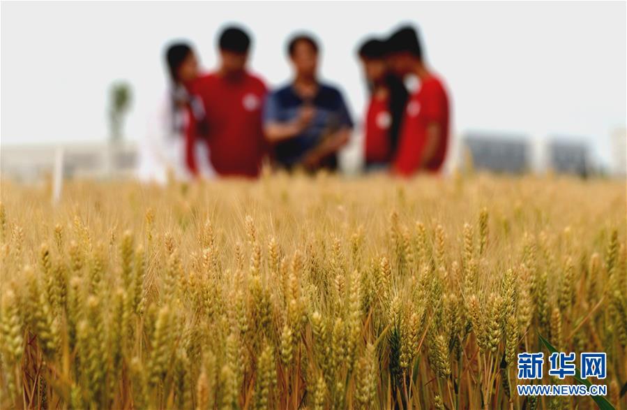 （在习近平新时代中国特色社会主义思想指引下——新时代新作为新篇章·总书记关心的百姓身边事·图文互动）（2）“农”字头照样“大”作为——丰收时节看涉农高校人才在希望的田野