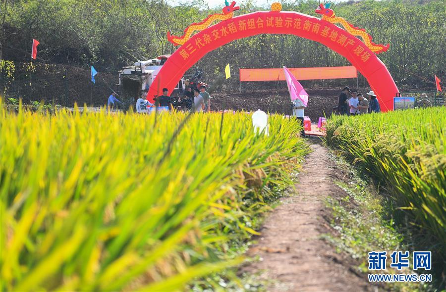 (图文互动)(1)1046.3公斤!袁隆平第三代杂交水稻首次公开测产