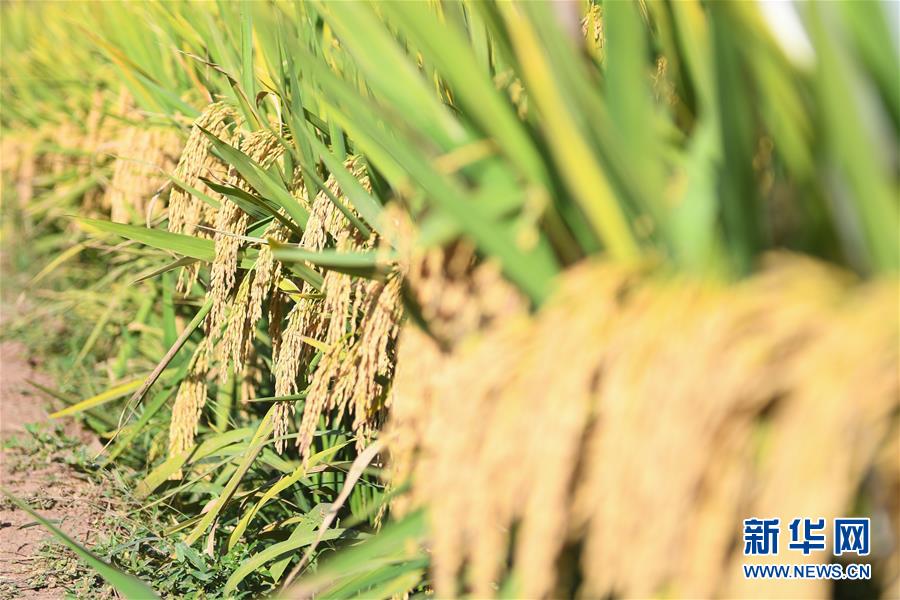 (图文互动)(8)1046.3公斤!袁隆平第三代杂交水稻首次公开测产