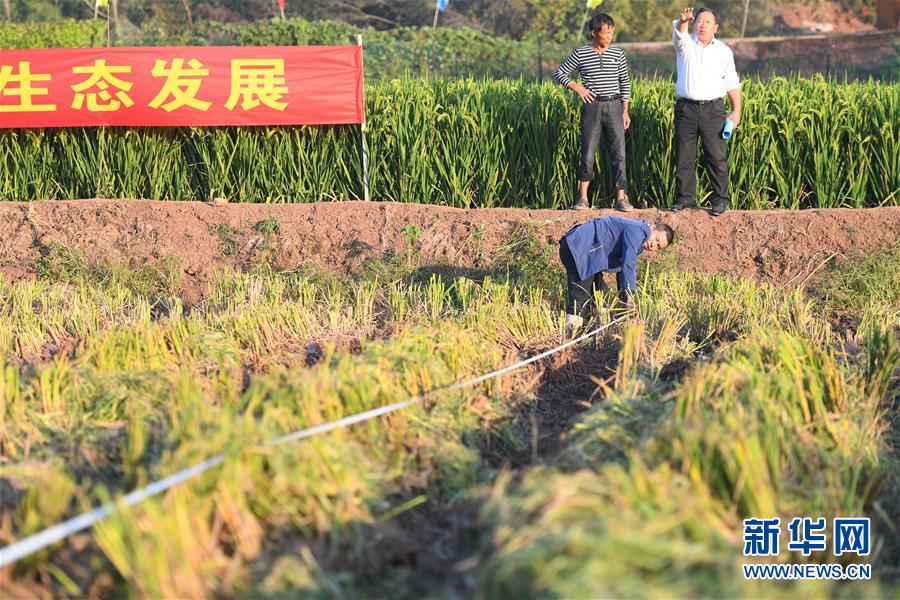 （图文互动）（6）1046.3公斤！袁隆平第三代杂交水稻首次公开测产