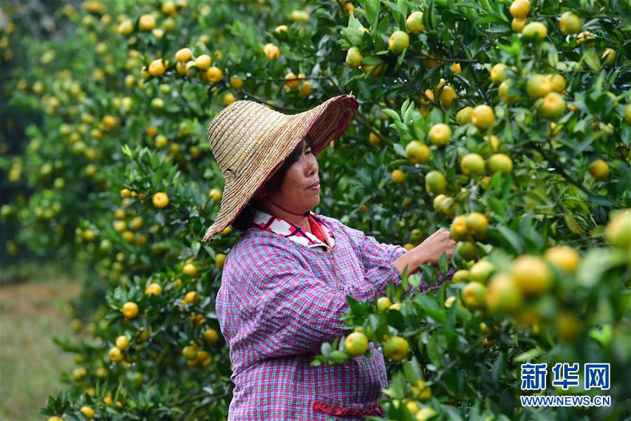 （经济）（2）广西鹿寨：蜜桔种植助脱贫