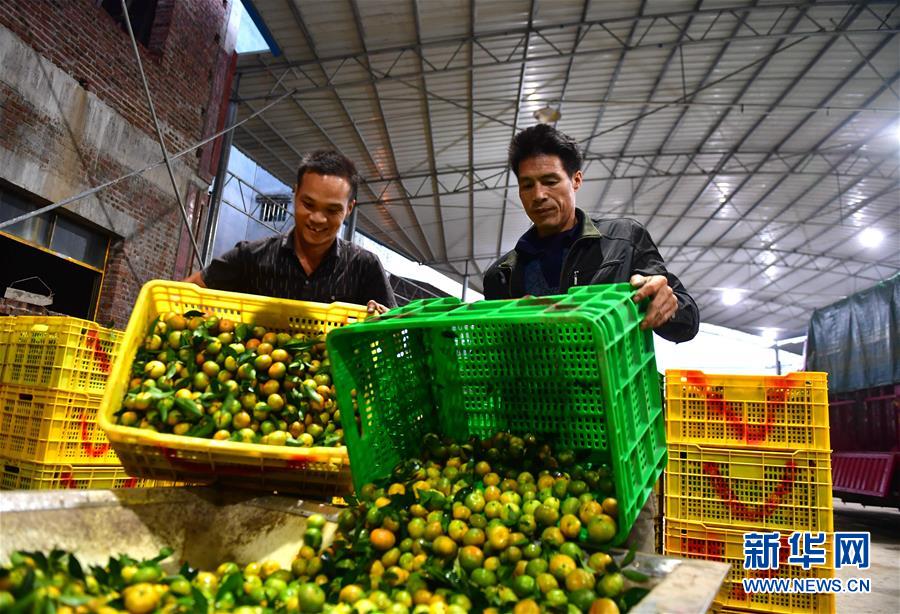 （经济）（3）广西鹿寨：蜜桔种植助脱贫