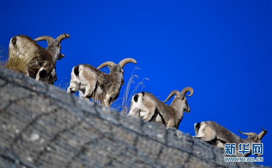 (行走中国·图文互动)(5)青海三江源:在“神山圣湖”间寻觅“高原精灵”
