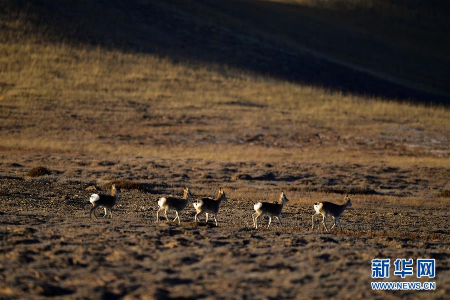 (行走中国·图文互动)(7)青海三江源:在“神山圣湖”间寻觅“高原精灵”