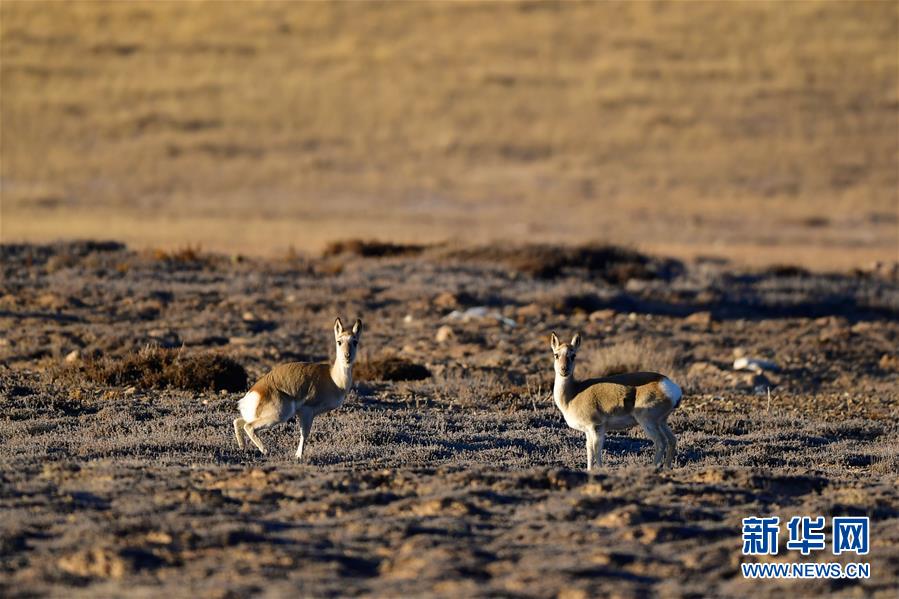 (行走中国·图文互动)(9)青海三江源:在“神山圣湖”间寻觅“高原精灵”