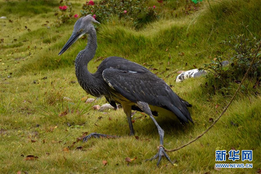 （图文互动）（2）云南昌宁发现极度濒危物种白腹鹭