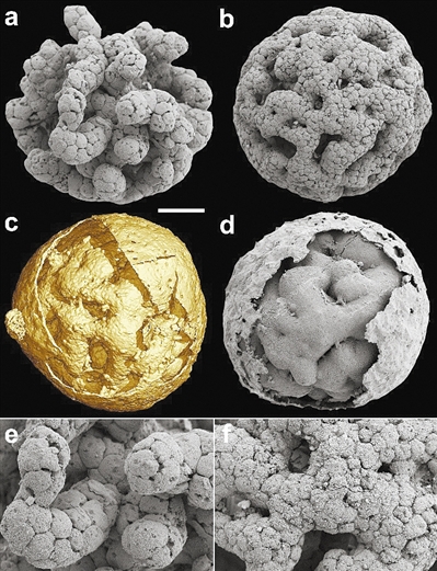 先有鸡还是先有蛋？6亿年前的话“笼脊球”化石或给出答案