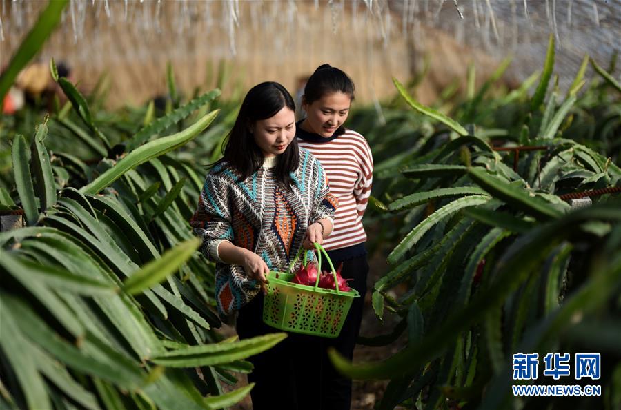 （经济）（3）高效现代农业助推乡村振兴