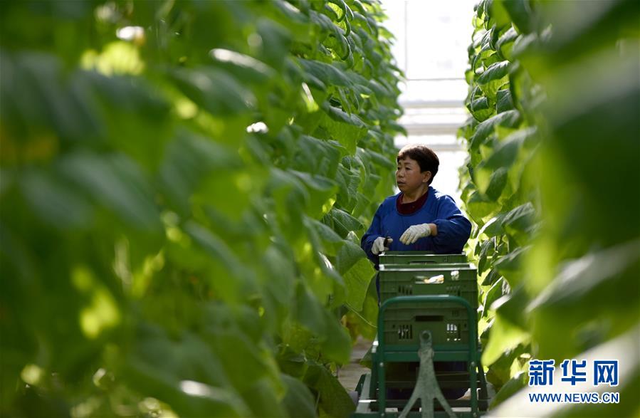 （经济）（2）高效现代农业助推乡村振兴
