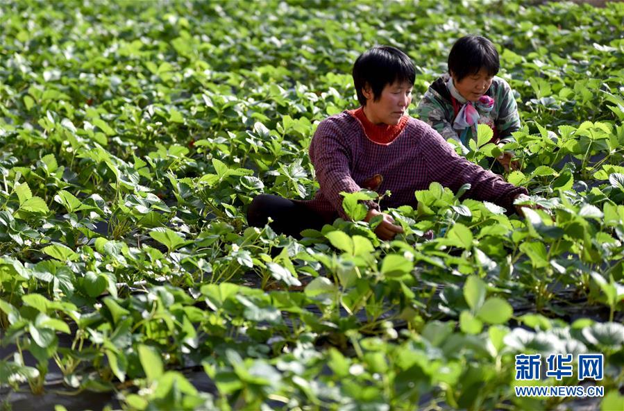 （经济）（4）高效现代农业助推乡村振兴