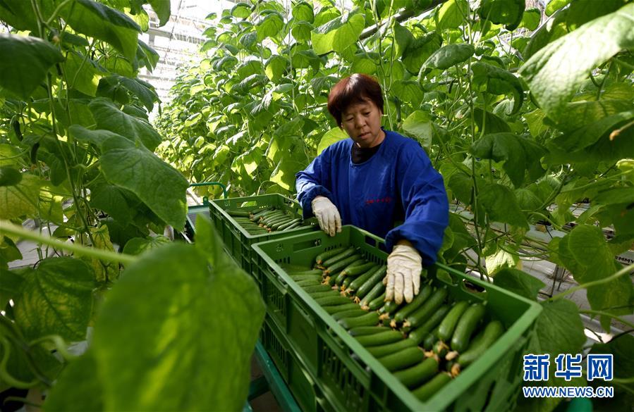 （经济）（5）高效现代农业助推乡村振兴