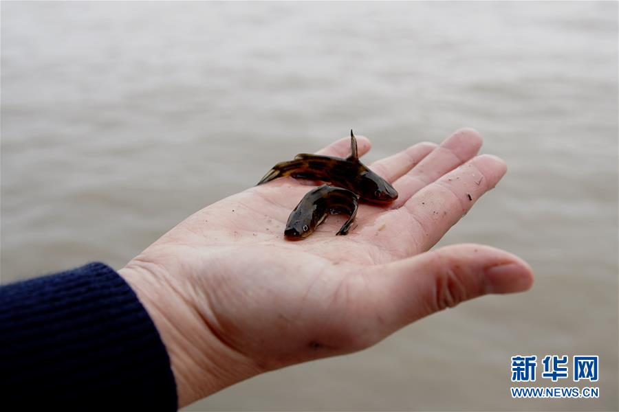 (图文互动)(3)长江口生态修复见成效 水下长出147公里“人工鱼礁”