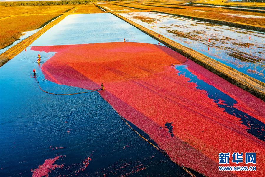 (脱贫攻坚·图文互动)(2)中国东极故事之五:蔓越莓为什么这样红?