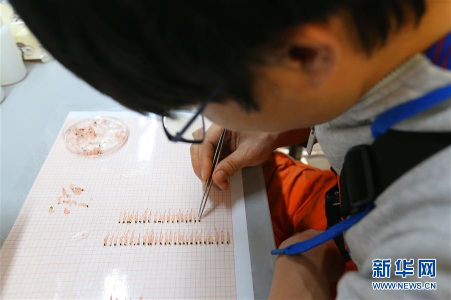 (“雪龙”探南极·图文互动)(2)中国南极考察队完成宇航员海磷虾调查